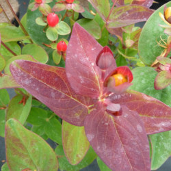 Hypericum × inodorum Magical ® ‘Flame'  - Kolmagif