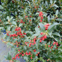Ilex aquifolium ‘Alaska’