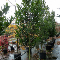 Ilex ‘Nellie R. Stevens’