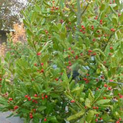 Ilex ‘Nellie R. Stevens’