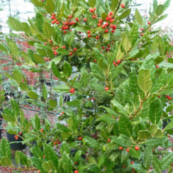 Ilex ‘Nellie R. Stevens’