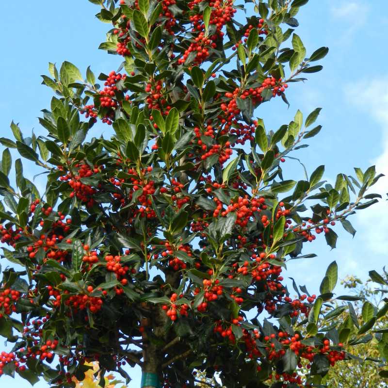 Ilex ‘Nellie R. Stevens’