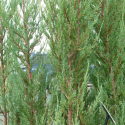 Juniperus virginiana ‘Blue Arrow’