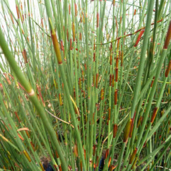 Chondropetalum tectorum