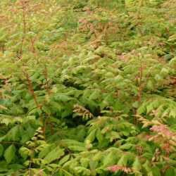 Koelreuteria paniculata 'Coral Sun' - Savonnier