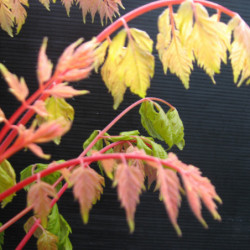 Koelreuteria paniculata 'Coral Sun' - Savonnier