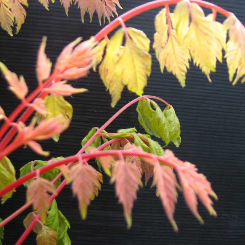 Koelreuteria paniculata 'Coral Sun' - Savonnier
