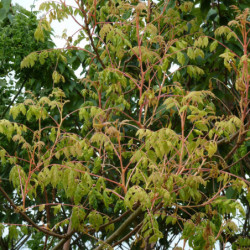 Koelreuteria paniculata 'Coral Sun' - Savonnier