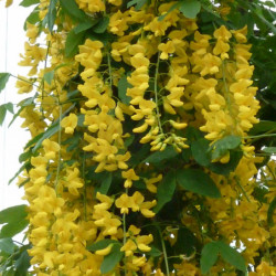 Laburnum × watereri 'Vossii'