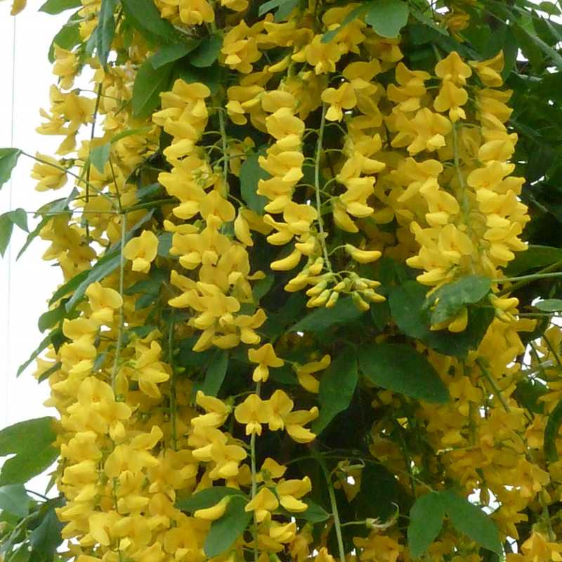 Laburnum × watereri 'Vossii'