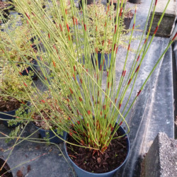 Chondropetalum tectorum