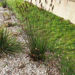 Chondropetalum tectorum