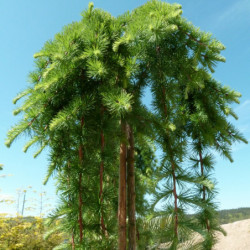 Larix kaempferi ‘Stiff Weeper’