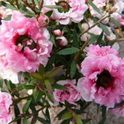 Leptospermum scoparium 'Autumn Glory' - Arbre à thé