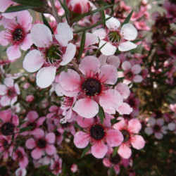 Leptospermum scoparium 'Martinii' - Arbre à thé