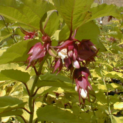 Leycesteria formosa ‘Golden Lanterns‘