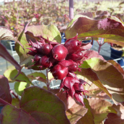 Leycesteria formosa ‘Purple Rain’