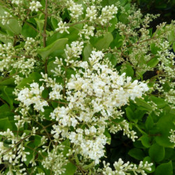 Ligustrum japonicum 'Texanum' - Troène du Texas