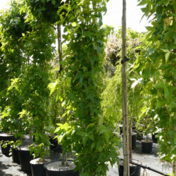 Liquidambar styraciflua Slender Silhouette