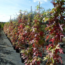Liquidambar styraciflua Slender Silhouette