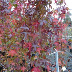 Liquidambar styraciflua Slender Silhouette