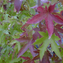 Liquidambar styraciflua Worplesdon