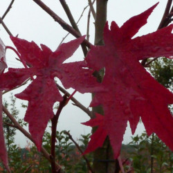 Liquidambar styraciflua Worplesdon