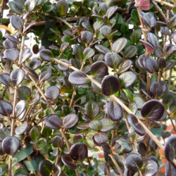 Lonicera crassifolia