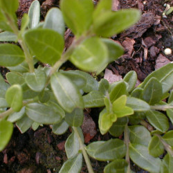 Lonicera nitida 'Moss Green'