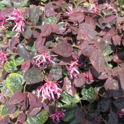 Loropetalum chinense ‘Fire Dance’ - Loropétale de Chine