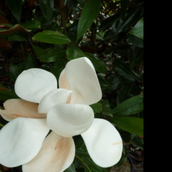 Magnolia grandiflora 'Little Gem'