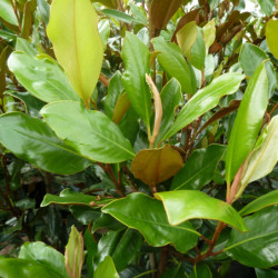 Magnolia grandiflora 'Little Gem'