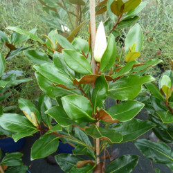 Magnolia grandiflora 'Little Gem'