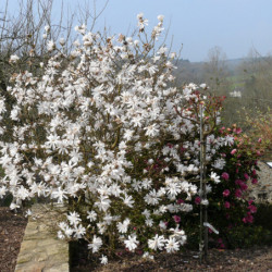 Magnolia stellata