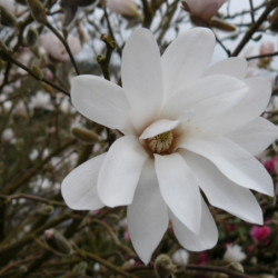 Magnolia stellata