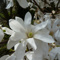 Magnolia stellata