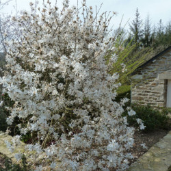 Magnolia stellata