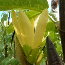 Magnolia 'Daphne'