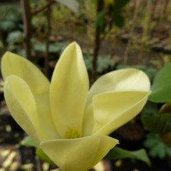 Magnolia 'Daphne'