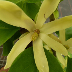 Magnolia 'Daphne'
