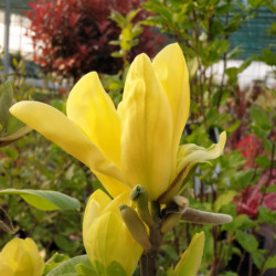 Magnolia 'Daphne'