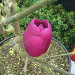 Magnolia 'Black Tulip'