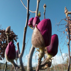 Magnolia 'Black Tulip'