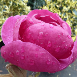 Magnolia 'Black Tulip'