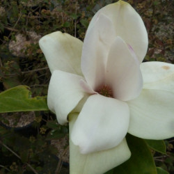 Magnolia 'Sunsation'