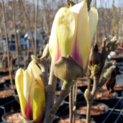Magnolia 'Sunsation'