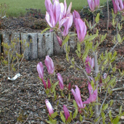 Magnolia 'Susan'