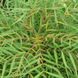 Mahonia ‘Soft Caress’