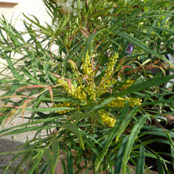 Mahonia ‘Soft Caress’