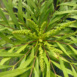 Mahonia ‘Soft Caress’